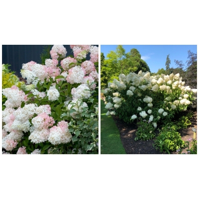 Hortensja bukietowa PHANTOM- śnieżnobiałe, olbrzymie kwiaty